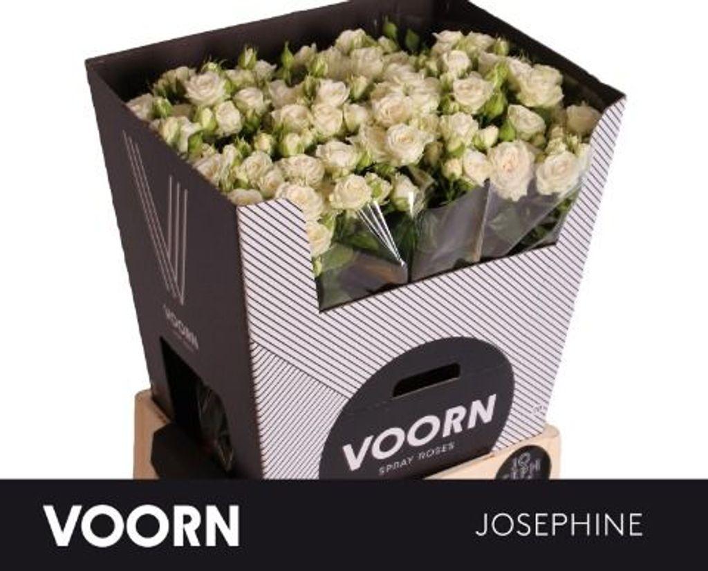Срезанные цветы оптом Rosa spray josephine от 30шт из Голландии с доставкой по России