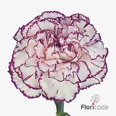 Срезанные цветы оптом Dianthus st mudah от 80шт из Голландии с доставкой по России