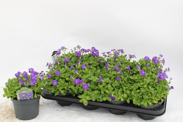 Горшечные цветы и растения оптом Aubr Gracilis Kitte от 8шт из Голландии с доставкой по России