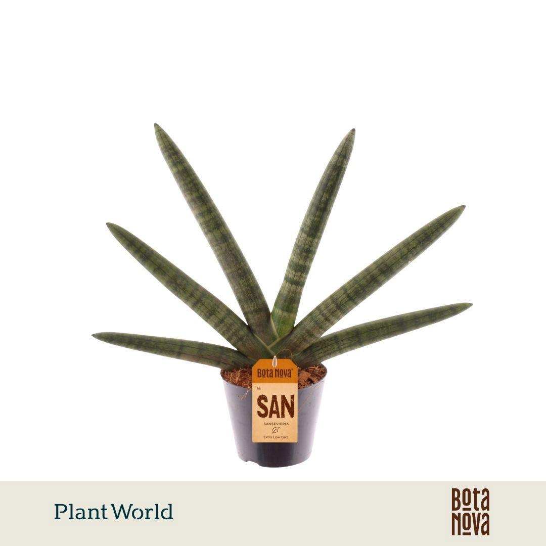 Горшечные цветы и растения оптом Sansevieria Skyline от 8шт из Голландии с доставкой по России