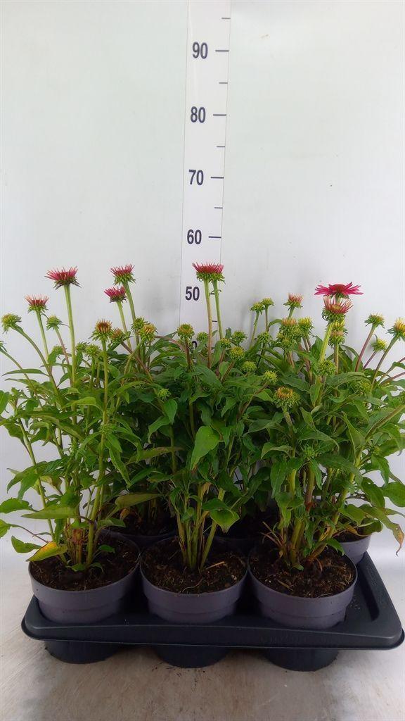 Горшечные цветы и растения оптом Echinacea   ... от 6шт из Голландии с доставкой по России