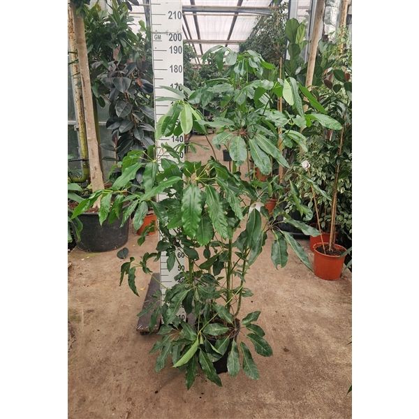 Горшечные цветы и растения оптом Schefflera Amata от 1шт из Голландии с доставкой по России