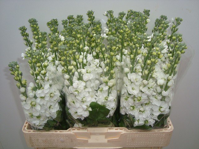 Срезанные цветы оптом Matthiola white от 60шт из Голландии с доставкой по России