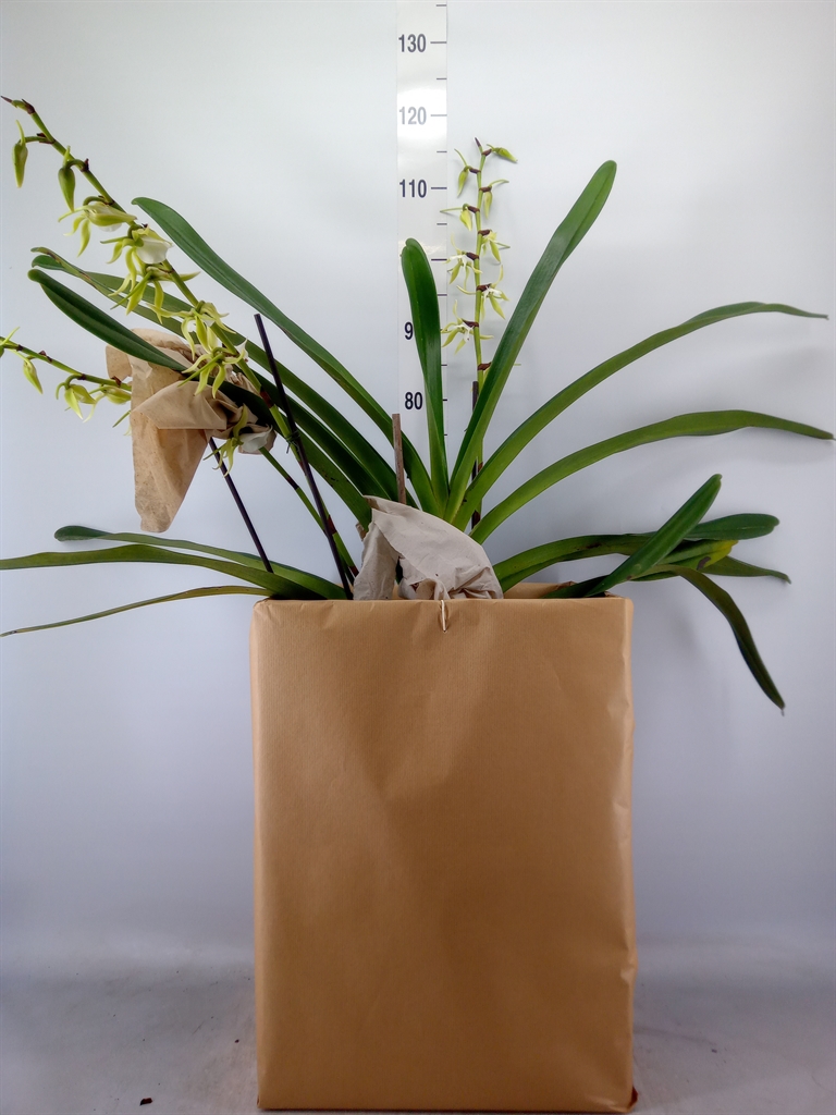 Горшечные цветы и растения оптом Orchideeen   ... от 1шт из Голландии с доставкой по России