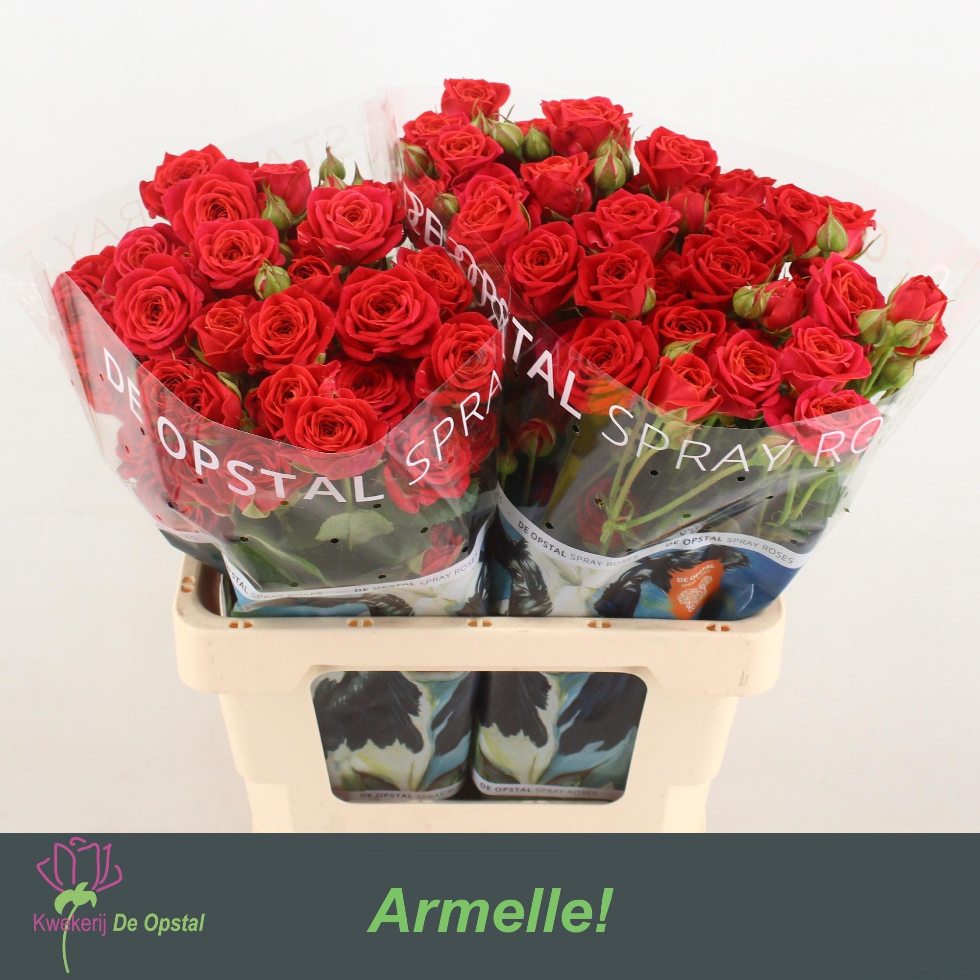 Срезанные цветы оптом Rosa spray armelle! от 20шт из Голландии с доставкой по России
