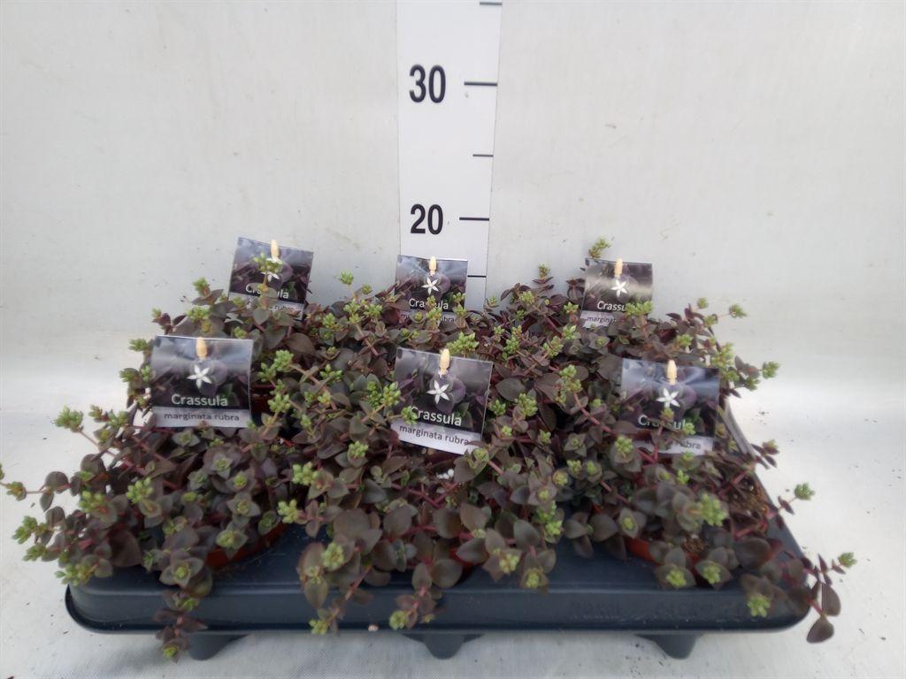 Горшечные цветы и растения оптом Crassula Marginalis от 6шт из Голландии с доставкой по России