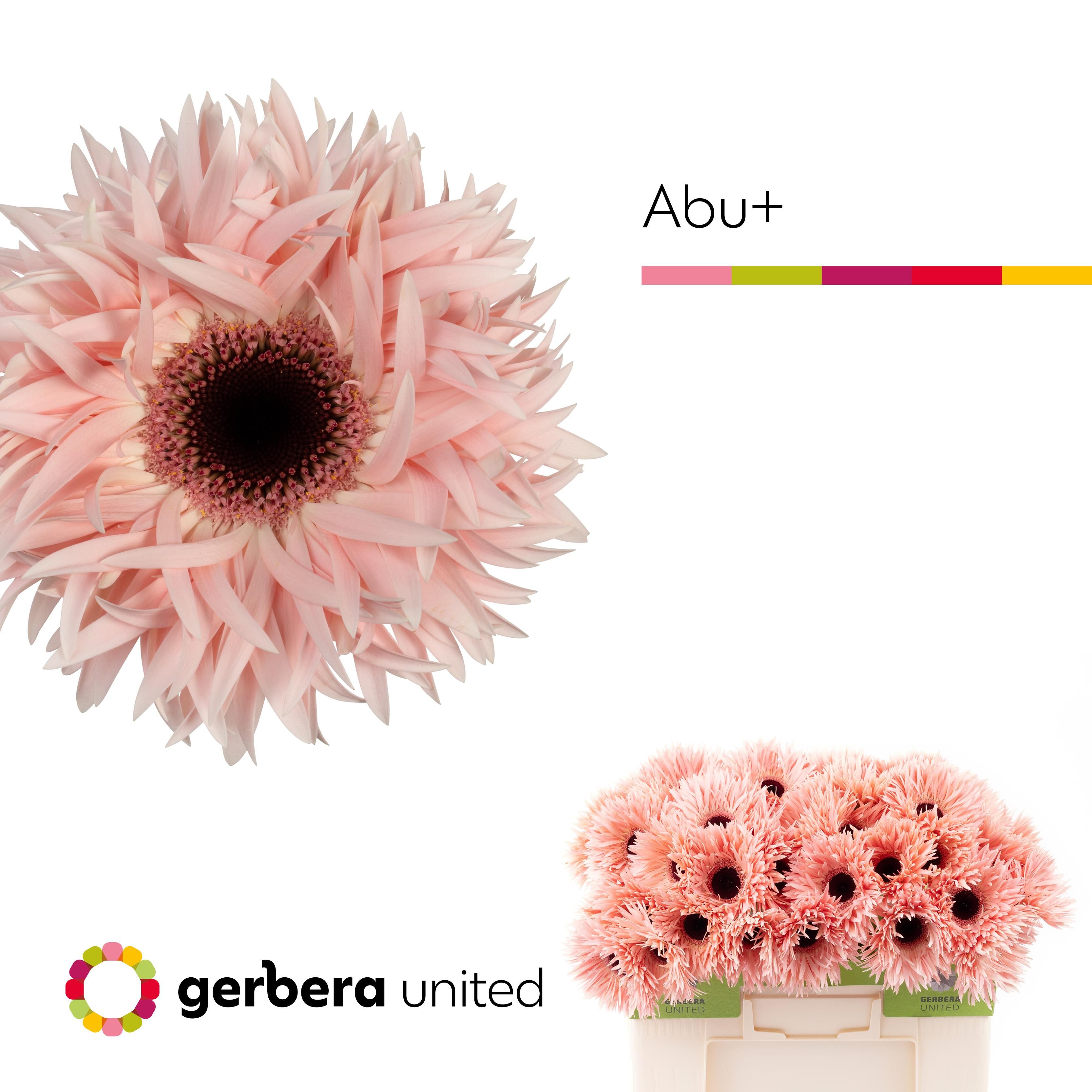 Срезанные цветы оптом Gerbera gerspider abu+ от 40шт. из Голландии с доставкой по России