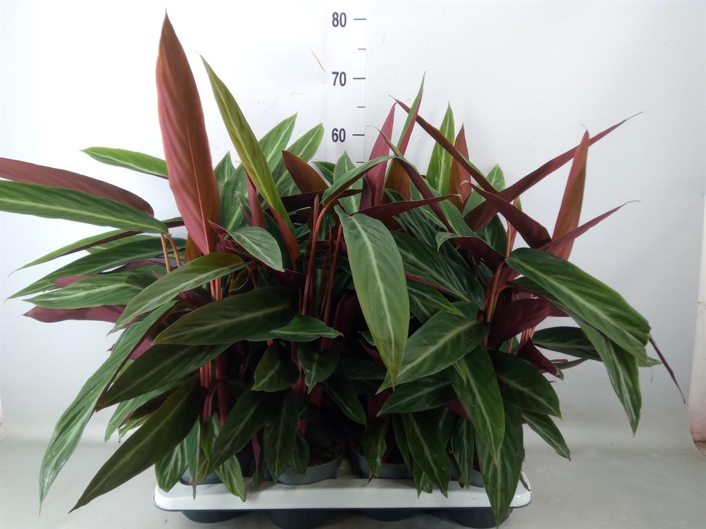 Горшечные цветы и растения оптом Stromanthe Sanguin. от 8шт из Голландии с доставкой по России Горшечные цветы и растения оптом Stromanthe Sanguin. от 8шт из Голландии с доставкой по России