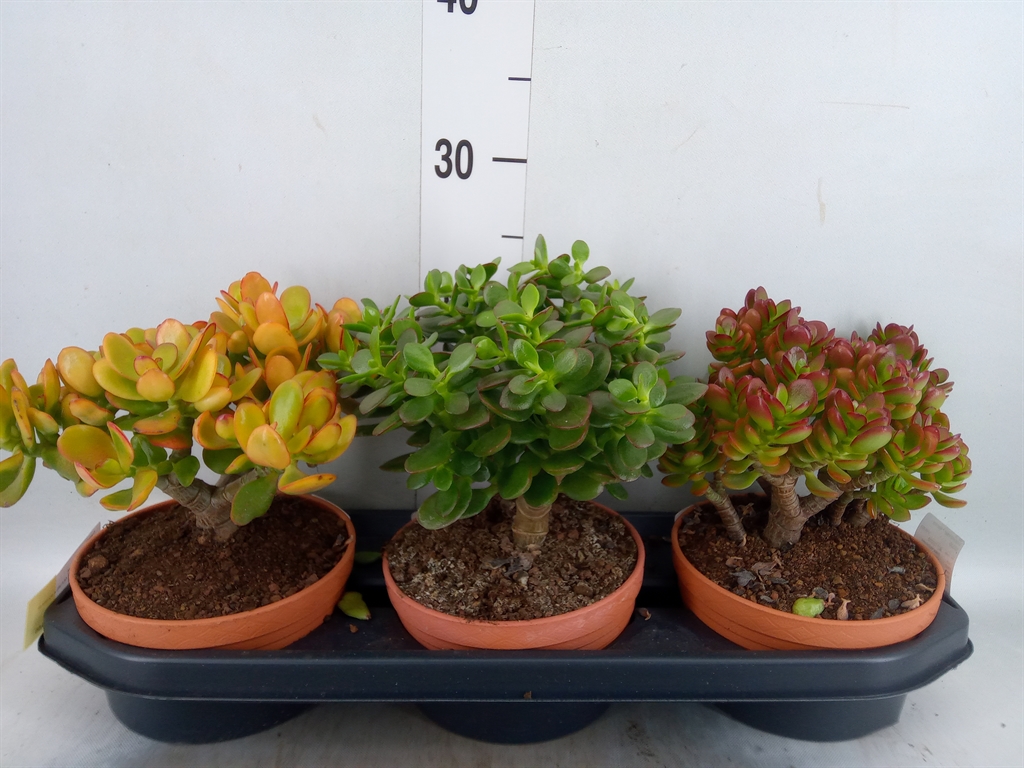 Горшечные цветы и растения оптом Crassula   ... от 3шт из Голландии с доставкой по России