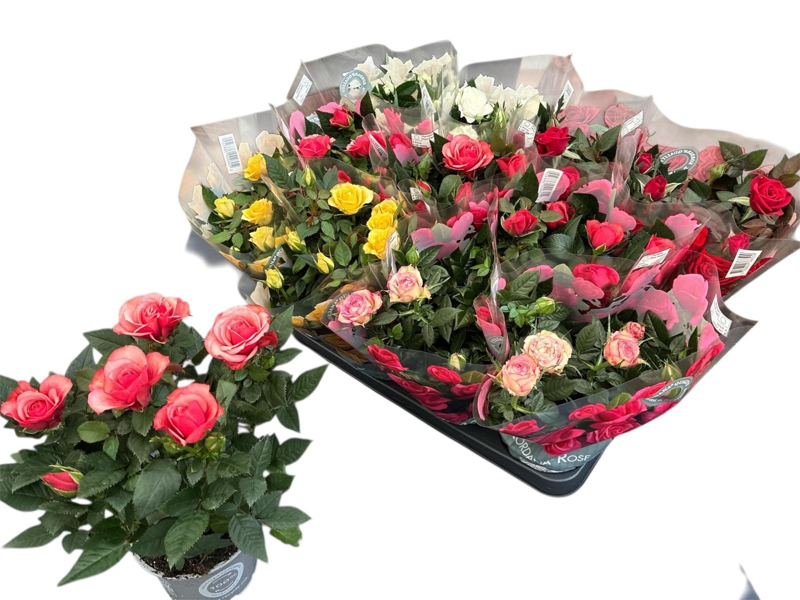 Горшечные цветы и растения оптом Ro Kordana Gem 5 Srt от 11шт из Голландии с доставкой по России