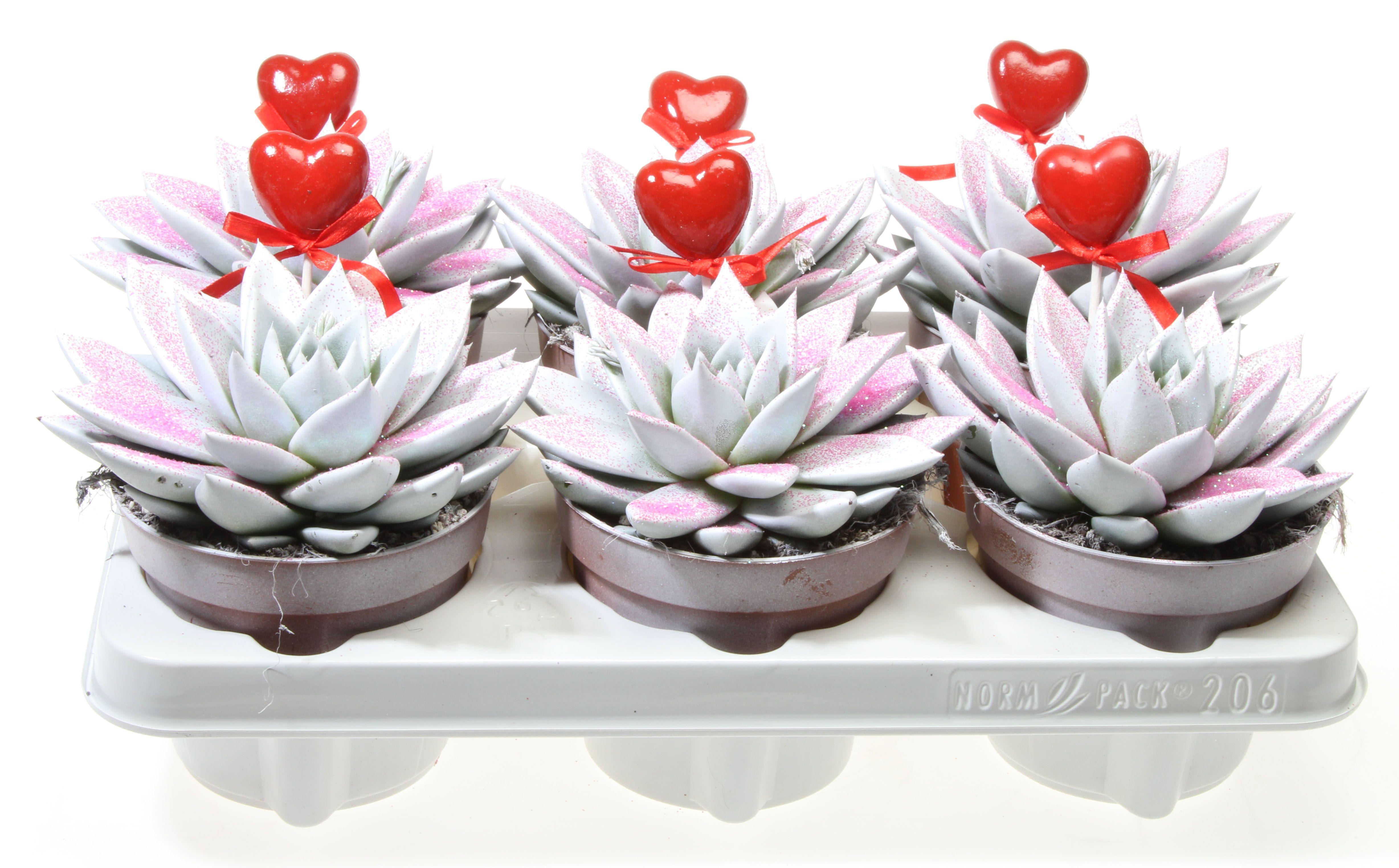 Горшечные цветы и растения оптом Echeveria Miranda White Pink Glitter + Heart от 6шт из Голландии с доставкой по России