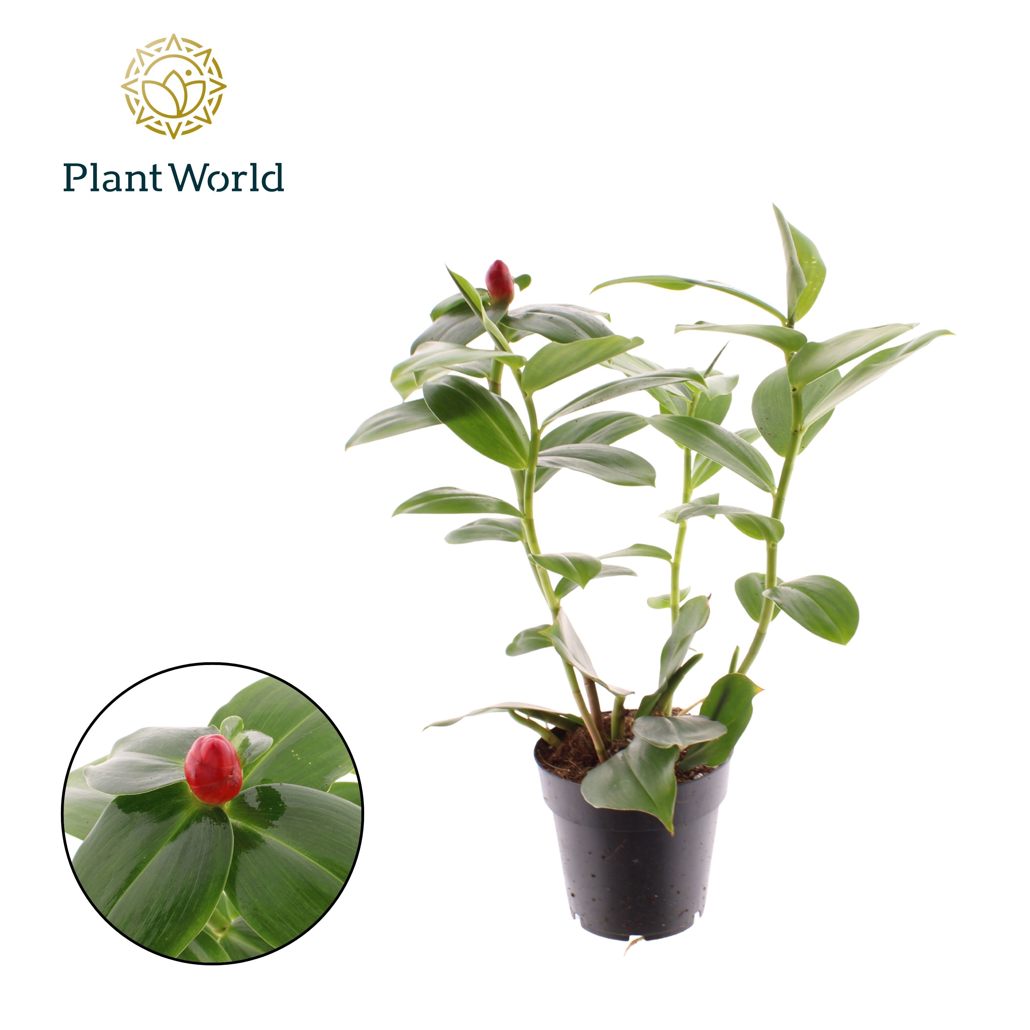 Горшечные цветы и растения оптом Costus Woodsonii от 8шт из Голландии с доставкой по России