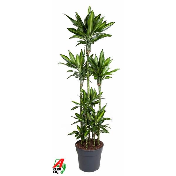 Горшечные цветы и растения оптом Drac Cintho 120-carrousel от 1шт из Голландии с доставкой по России