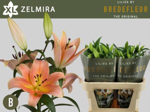 Срезанные цветы оптом Lilium or zelmira от 30шт из Голландии с доставкой по России