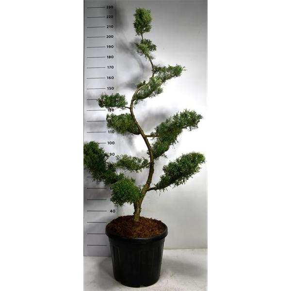 Горшечные цветы и растения оптом Juniperus Pfitz Glauca от 1шт из Голландии с доставкой по России