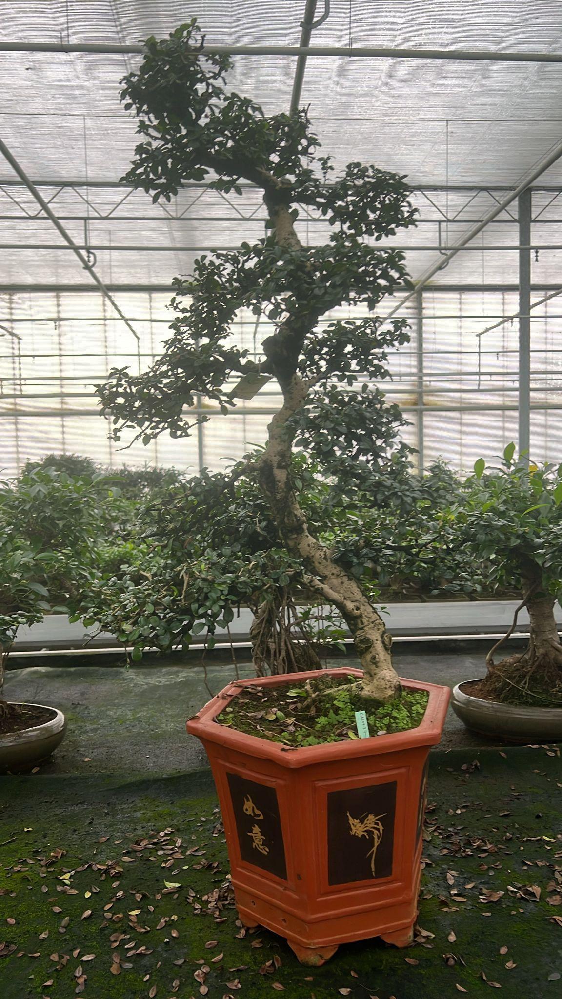 Горшечные цветы и растения оптом Carmona Macrophylla, от 1шт из Голландии с доставкой по России