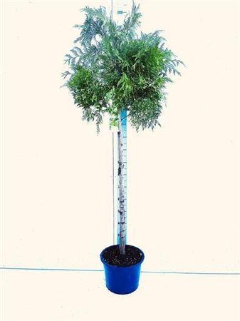 Горшечные цветы и растения оптом Thuja P Aurea от 1шт из Голландии с доставкой по России