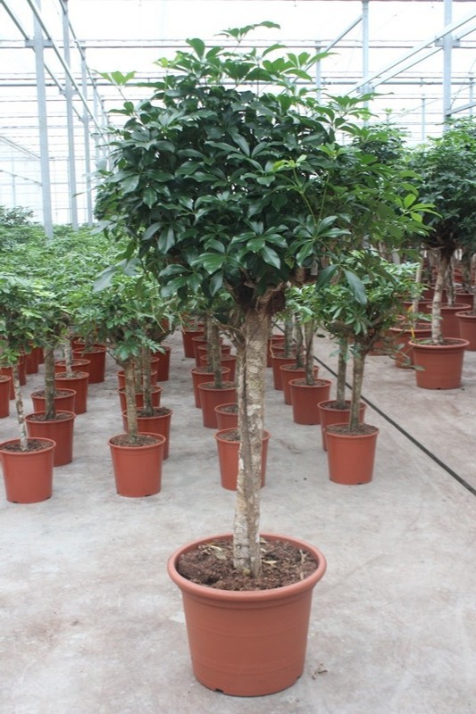 Горшечные цветы и растения оптом Schefflera Compacta от 1шт из Голландии с доставкой по России