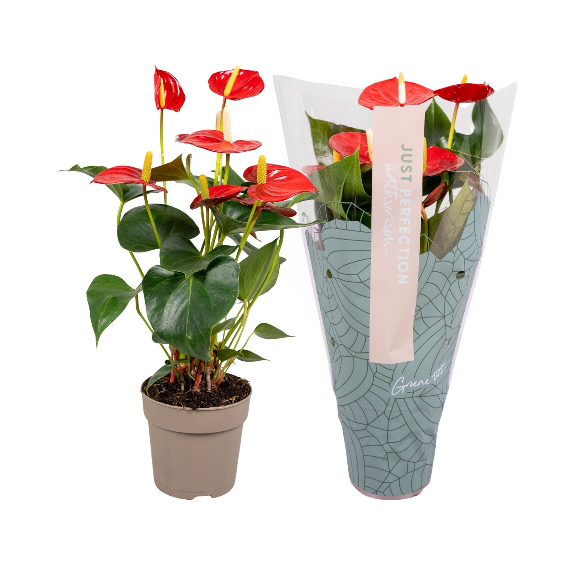 Горшечные цветы и растения оптом Anth An Aroha Just Perfection (xl-flowers) от 10шт из Голландии с доставкой по России