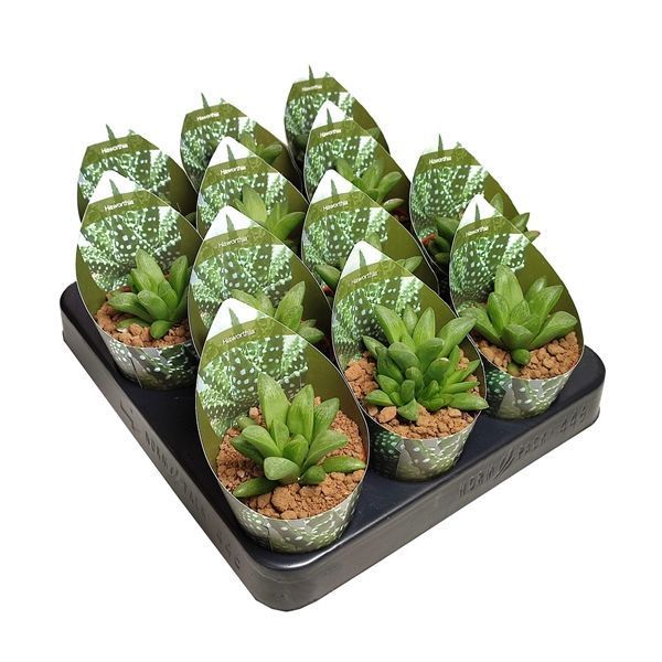 Горшечные цветы и растения оптом Haworthia Turgida Potcover от 12шт из Голландии с доставкой по России