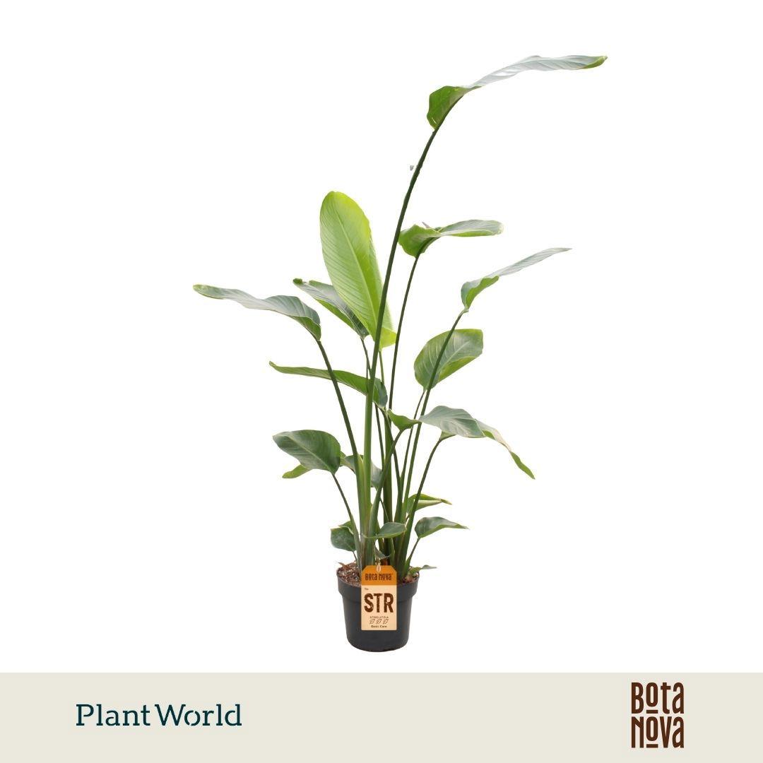 Горшечные цветы и растения оптом Strelitzia Nicolai 3pp 160-180cm от 1шт из Голландии с доставкой по России