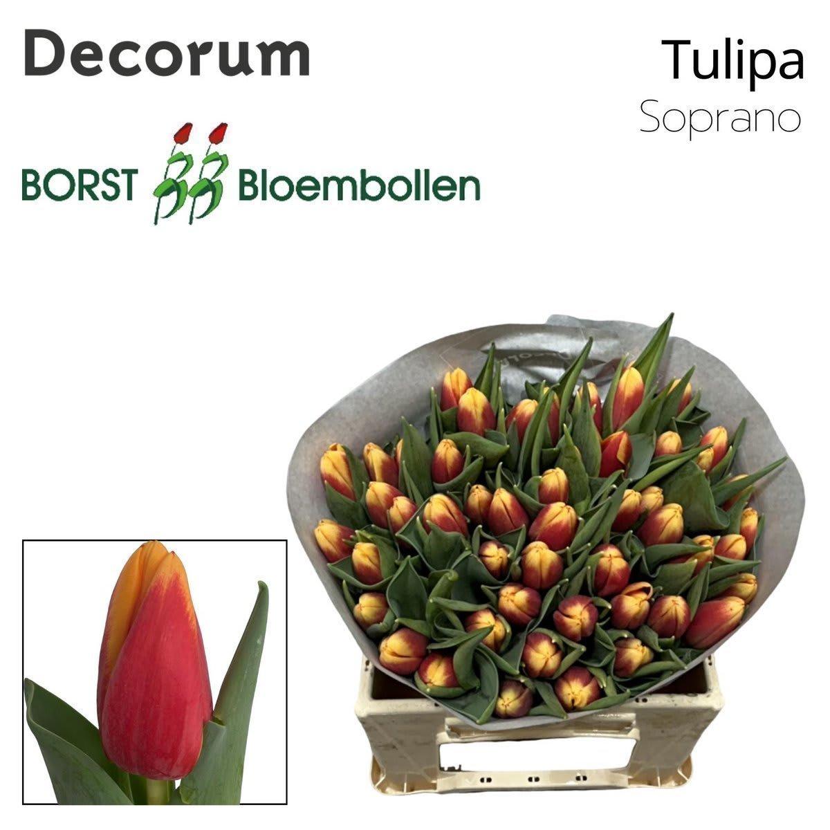 Срезанные цветы оптом Tulipa si soprano от 50шт из Голландии с доставкой по России