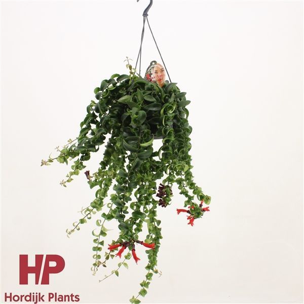 Горшечные цветы и растения оптом Aeschynanthus Rasta Hanging Pot от 7шт из Голландии с доставкой по России