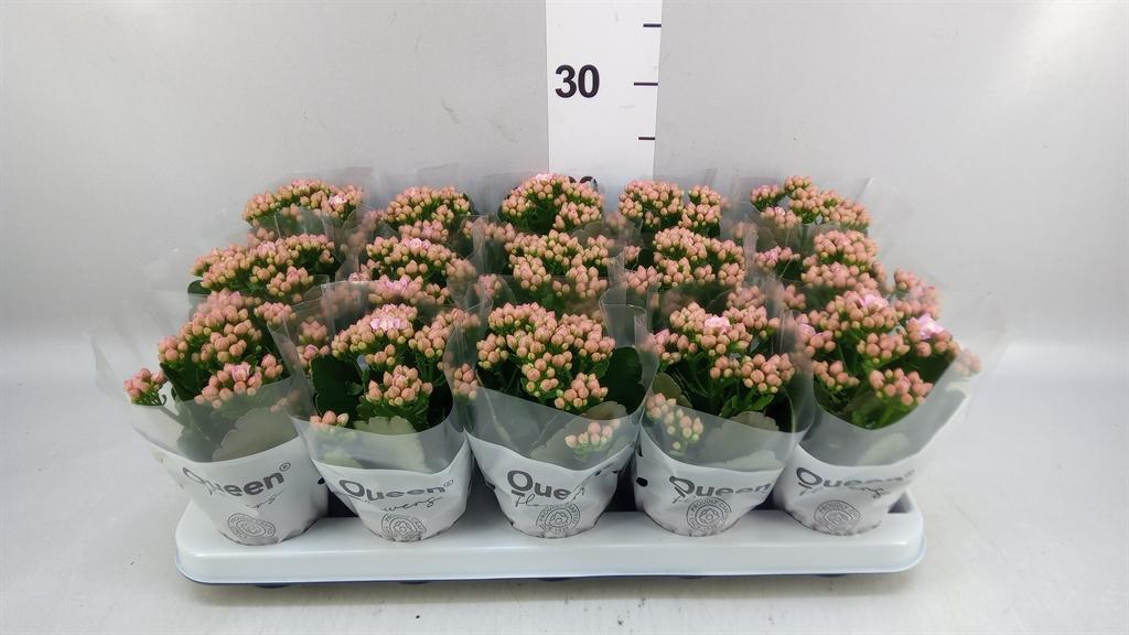 Горшечные цветы и растения оптом Kalanchoe moreflow Lillian от 15шт (для телеги) из Голландии с доставкой по России