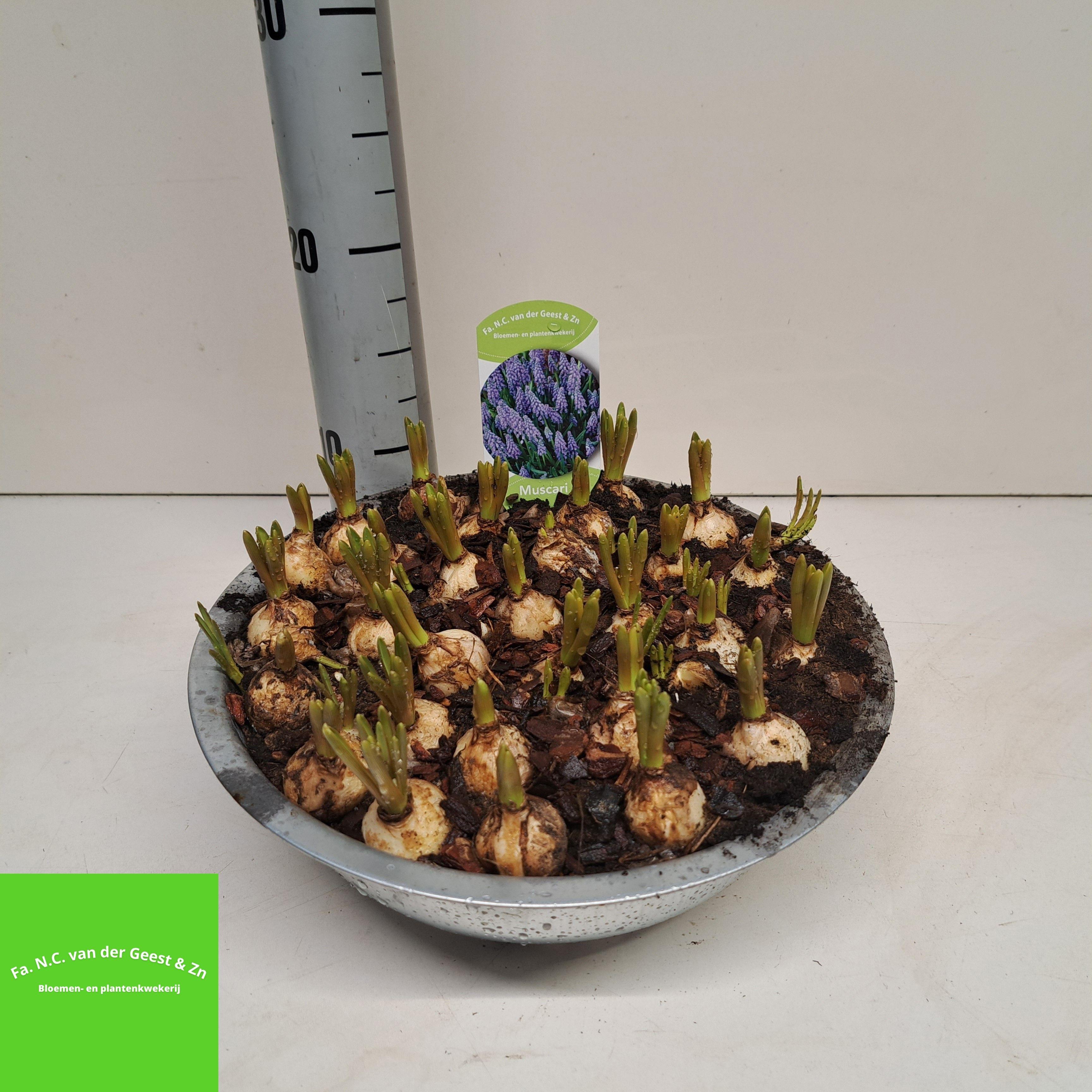 Горшечные цветы и растения оптом Muscar Armeniacum от 1шт из Голландии с доставкой по России