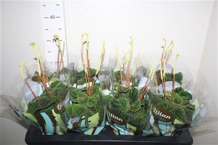 Горшечные цветы и растения оптом Pep Ca Lilian от 8шт из Голландии с доставкой по России