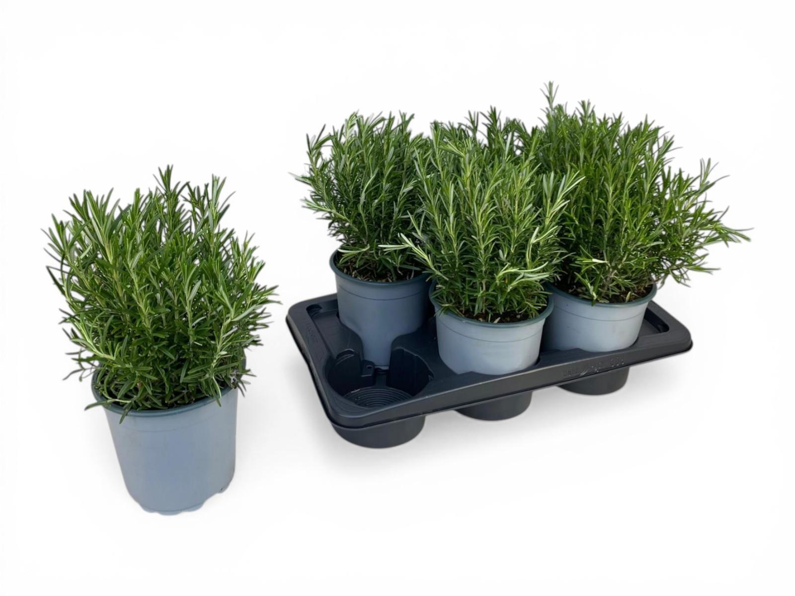 Горшечные цветы и растения оптом Rosmarinus Officinalis Bush от 6шт из Голландии с доставкой по России