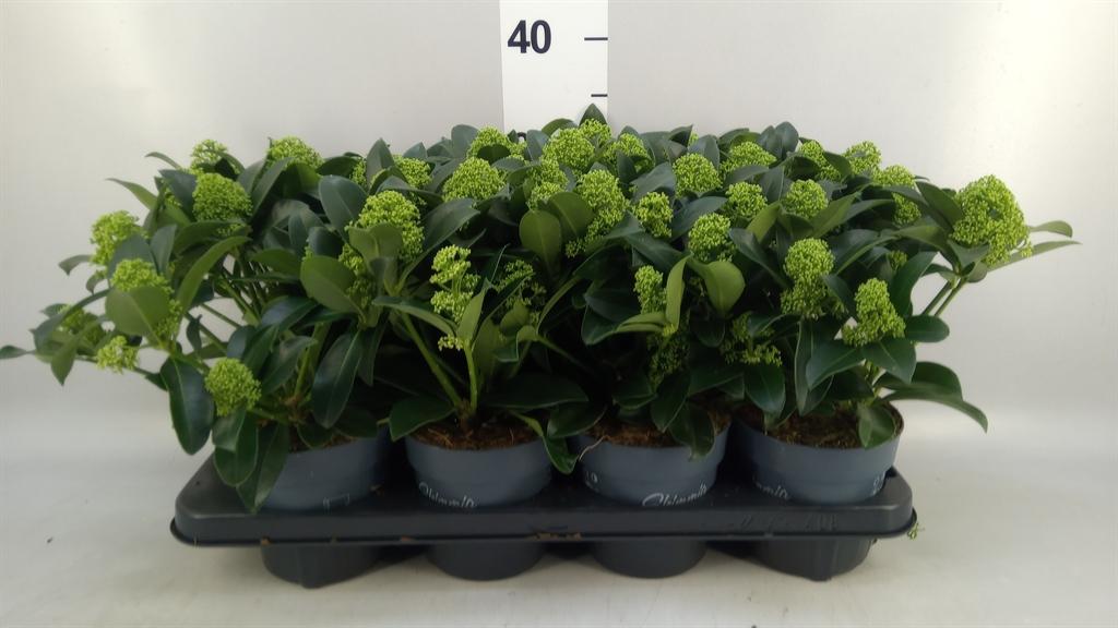 Горшечные цветы и растения оптом Skimmia Jap. white Globe от 8шт из Голландии с доставкой по России