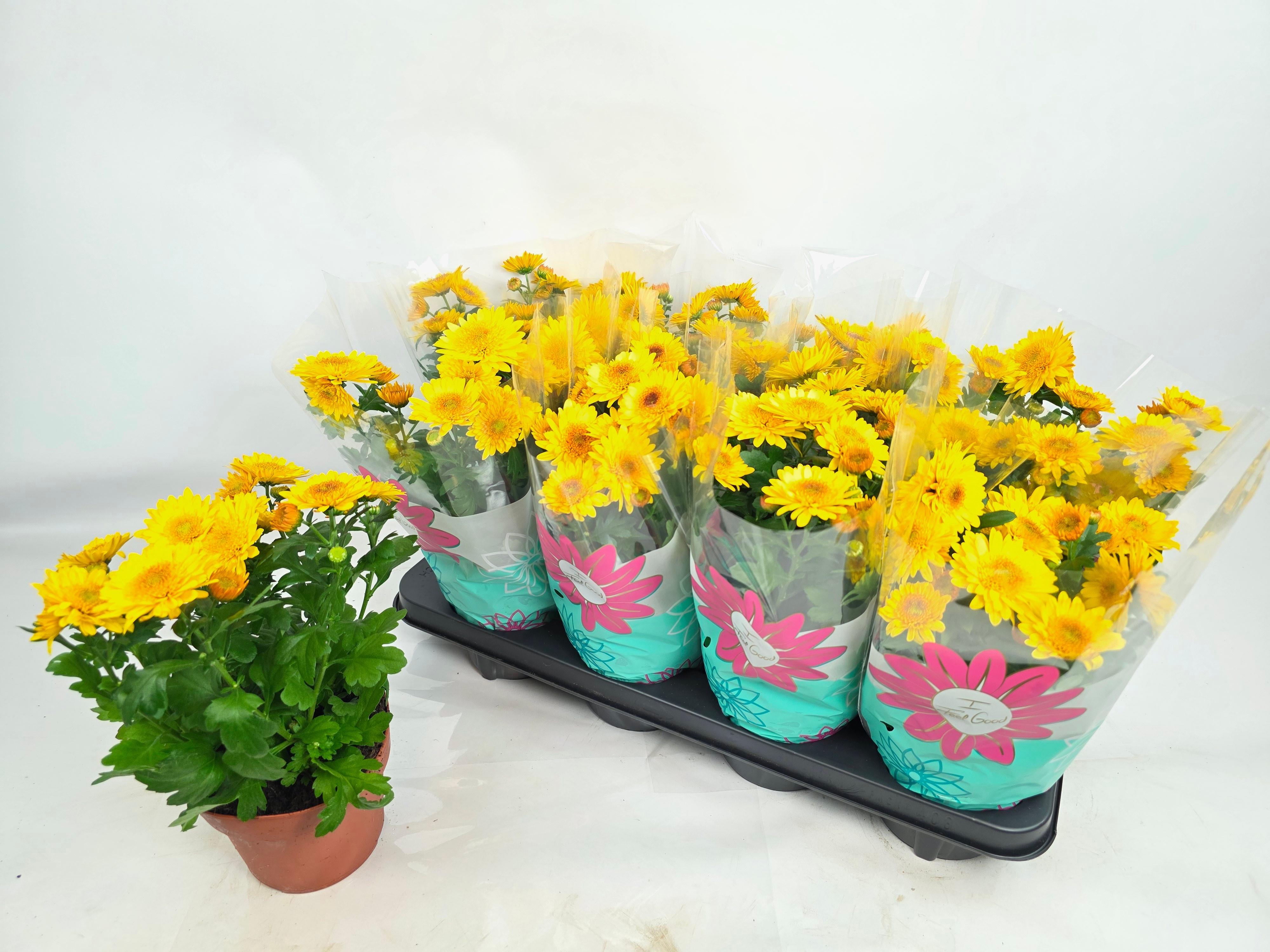 Горшечные цветы и растения оптом Chrys Splash Yellow от 8шт из Голландии с доставкой по России