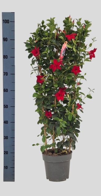 Горшечные цветы и растения оптом Mande Sun Red от 1шт из Голландии с доставкой по России