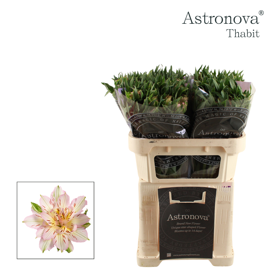 Срезанные цветы оптом Alstroemeria si astronova thabit от 50шт из Голландии с доставкой по России