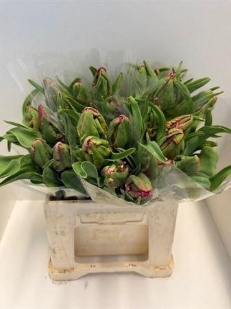 Срезанные цветы оптом Tulipa pa red madonna от 25шт из Голландии с доставкой по России