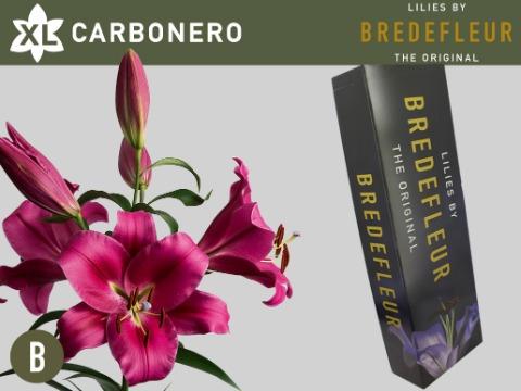 Срезанные цветы оптом Lilium or carbonero от 40шт из Голландии с доставкой по России