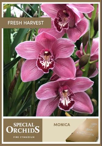 Срезанные цветы оптом Cymbidium pink monica от 6шт из Голландии с доставкой по России