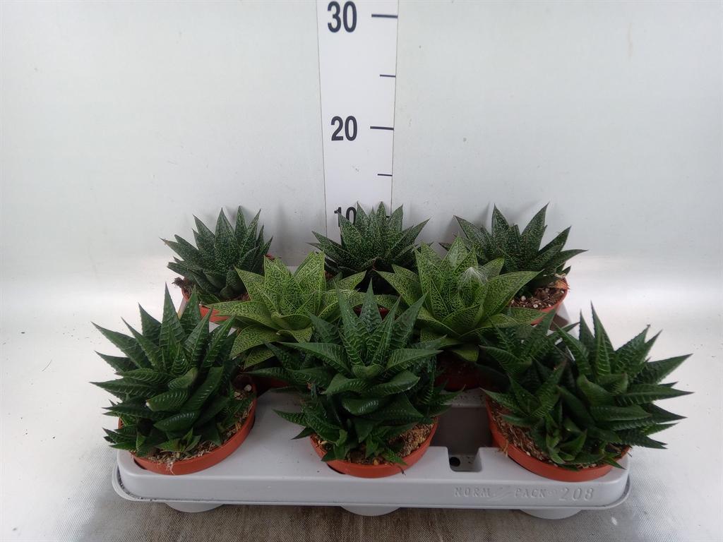 Горшечные цветы и растения оптом Aloe   ...mix от 8шт из Голландии с доставкой по России