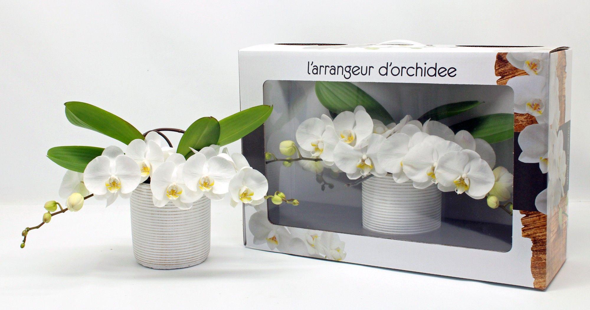 Горшечные цветы и растения оптом Phal Larrangeur Dorchidee White (phalaenova) от 1шт из Голландии с доставкой по России