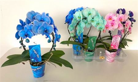 Горшечные цветы и растения оптом Phal **paint **bow 2 Branches 16+ от 4шт из Голландии с доставкой по России