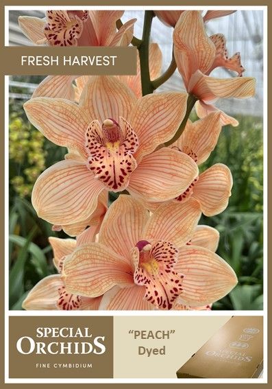 Срезанные цветы оптом Cymbidium paint peach от 8шт. из Голландии с доставкой по России