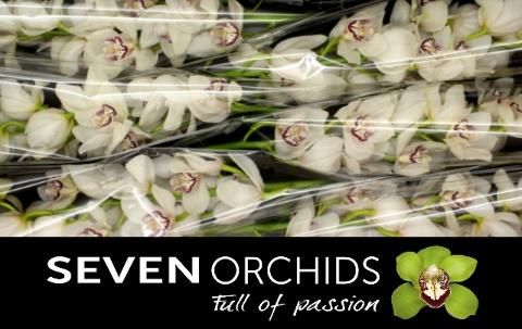 Срезанные цветы оптом Cymbidium white secret от 6шт из Голландии с доставкой по России