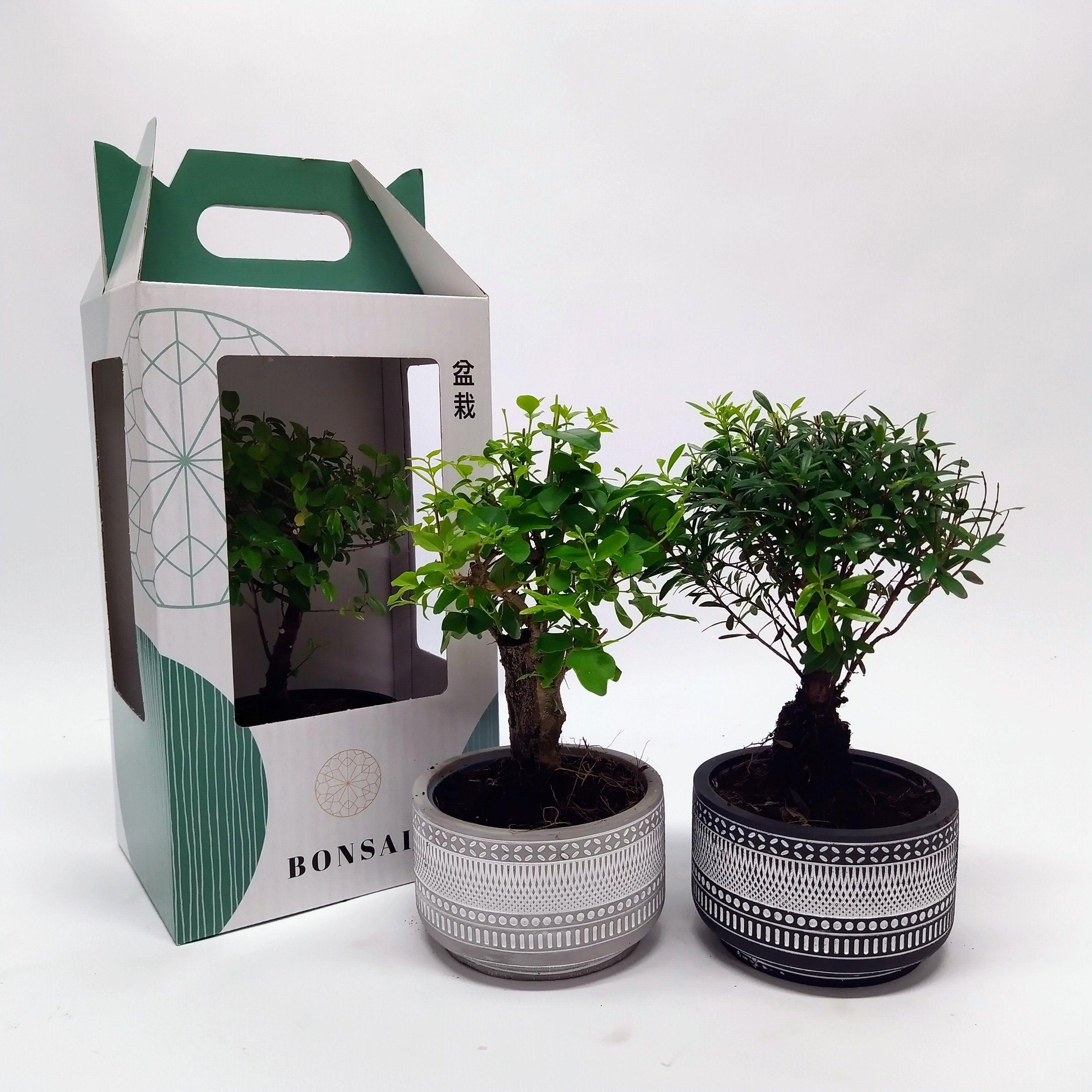 Горшечные цветы и растения оптом Bonsai Mix Outdoor от 6шт из Голландии с доставкой по России