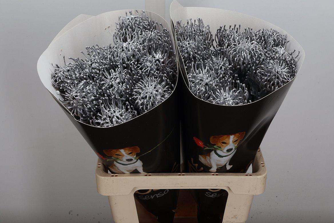 Срезанные цветы оптом Nutans wax silver от 20шт из Голландии с доставкой по России