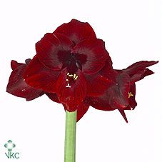 Срезанные цветы оптом Hippeastrum loyalty от 15шт из Голландии с доставкой по России