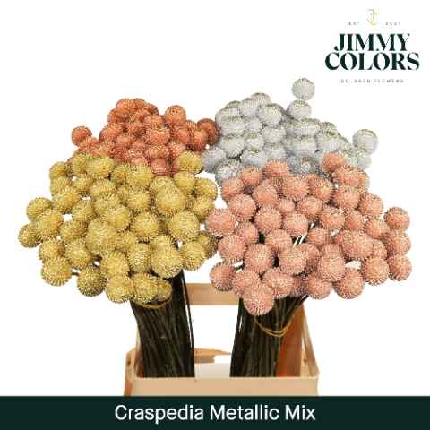 Срезанные цветы оптом Craspedia paint metallic mix от 200шт из Голландии с доставкой по России