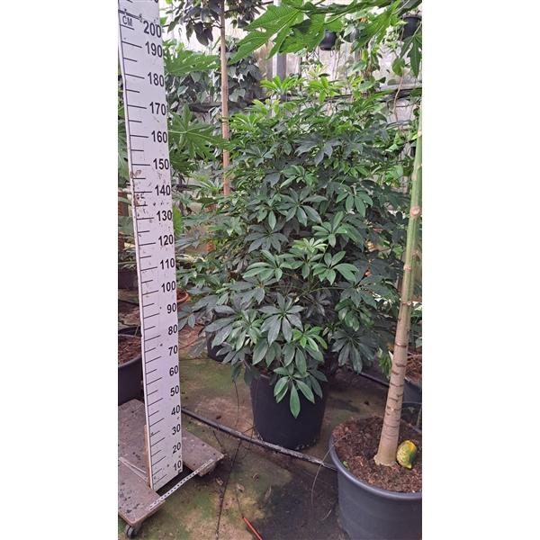 Горшечные цветы и растения оптом Schefflera Compacta Bush Xl от 1шт из Голландии с доставкой по России