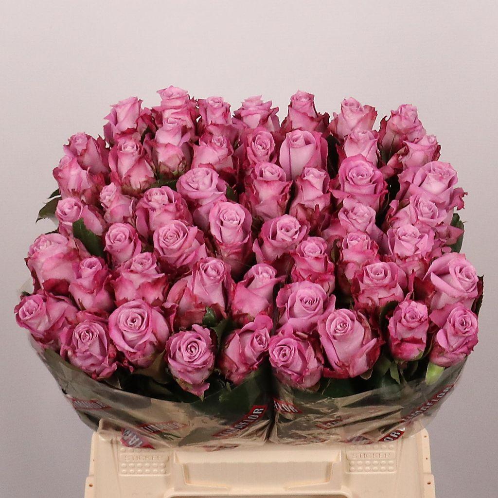 Срезанные цветы оптом Rosa large maritim от 40шт из Голландии с доставкой по России