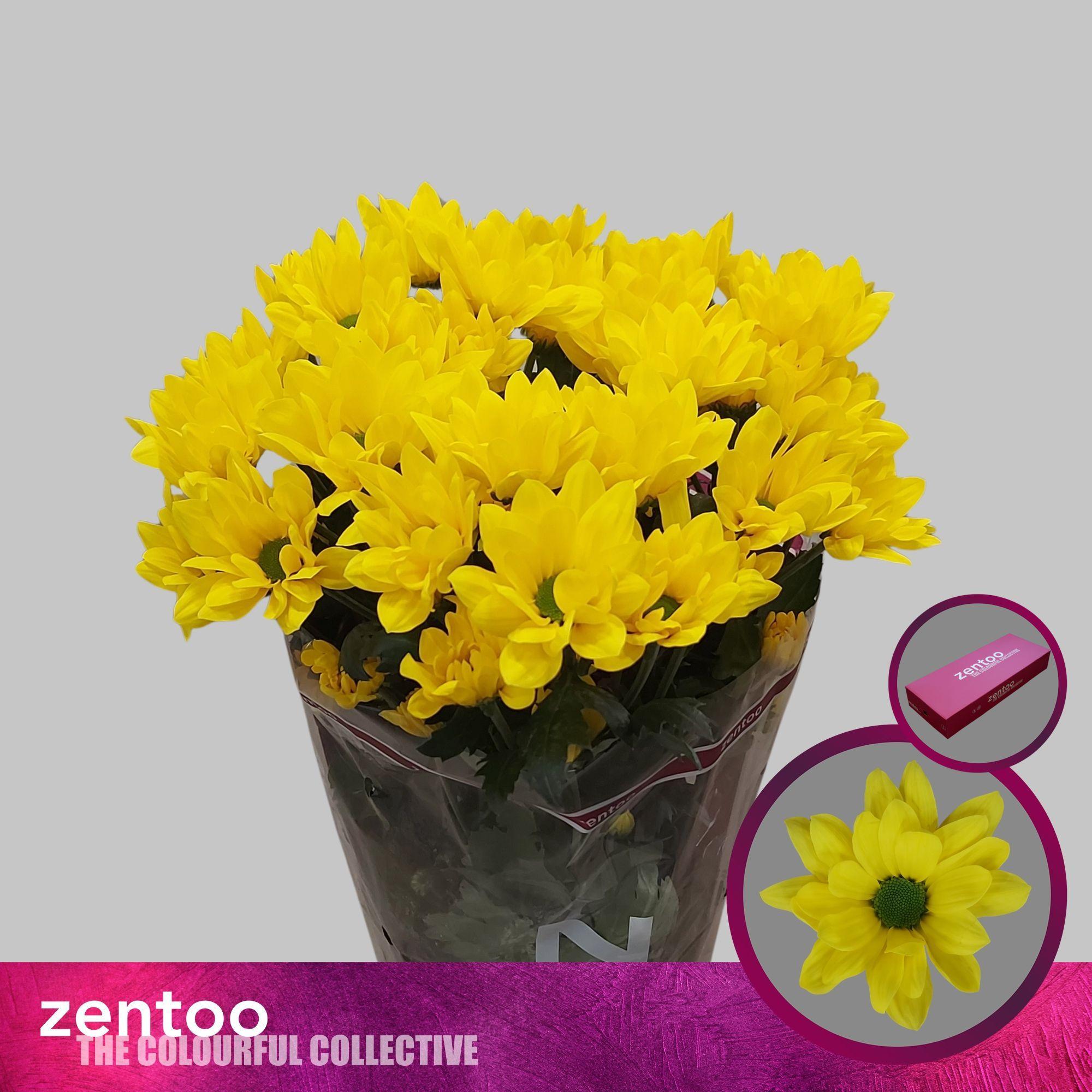 Срезанные цветы оптом Chrys sp felicitas от 80шт из Голландии с доставкой по России